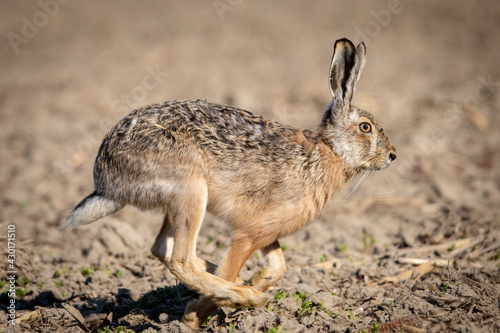 Common Hare