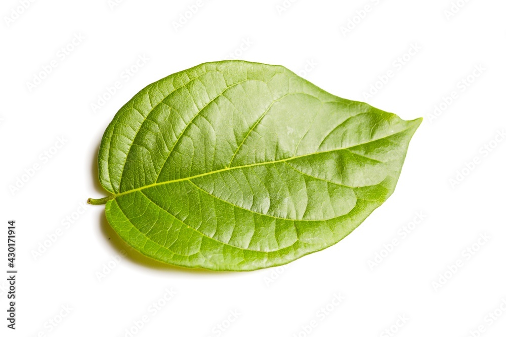 Obraz premium fresh green Combretum indicum leaves on white background