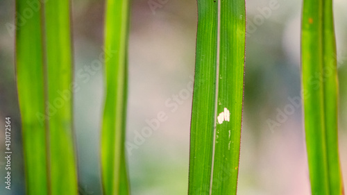 Close up shots of vibrant green reed leaves