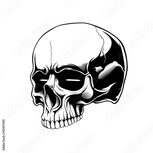 clip art anatomy skull in beground white