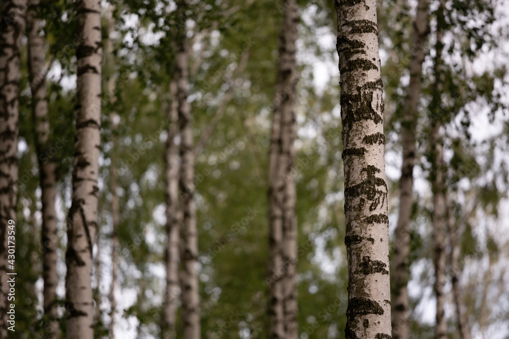 landscape of birch grove