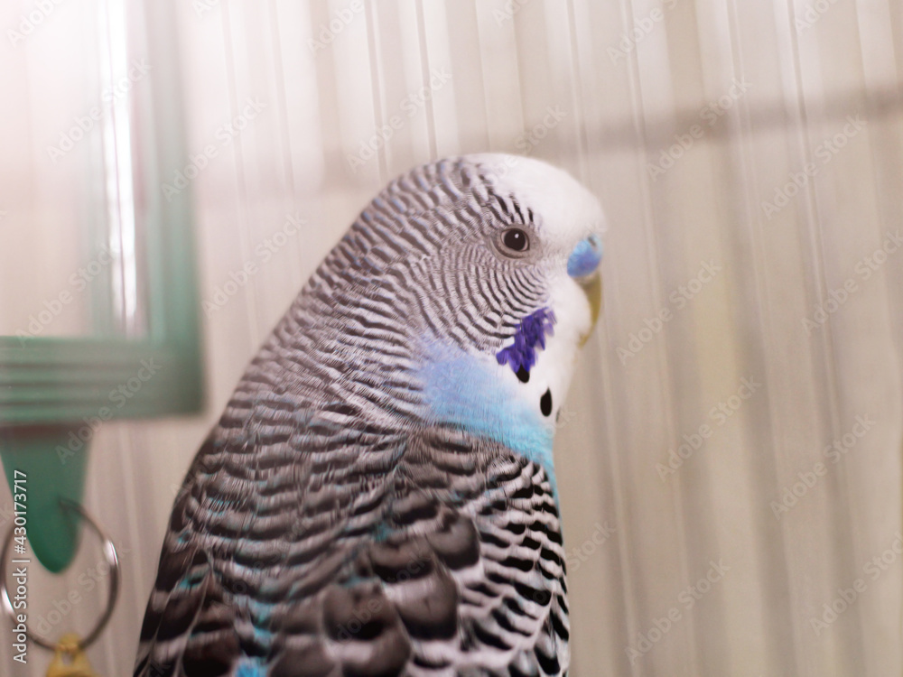 Obraz premium Blue Budgerigar so close, a bird
