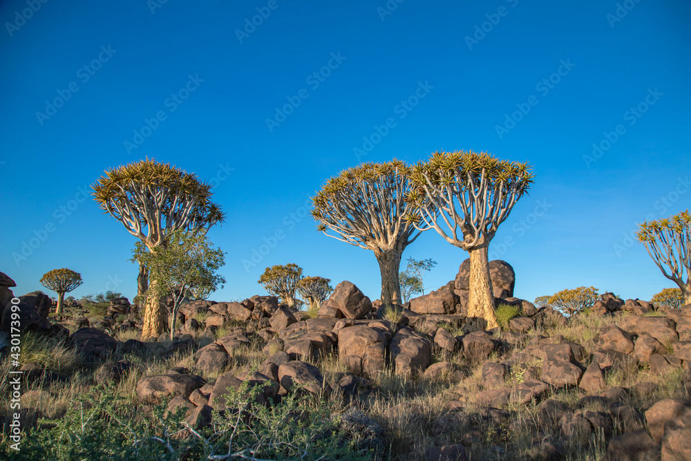 Namibia. The Quiver Tree Forest is located about 14 km northeast of Kitmanshoop, on the way to the small village of Koes in southern Namibia Namibia. The Quiver Tree Forest is located about 14 km northeast of Kitmanshoop, on the way to the small village of Koes in southern Namibia