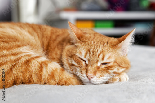 Obraz na plátně Closeup portrait of ginger cat lying on the bed and dozes