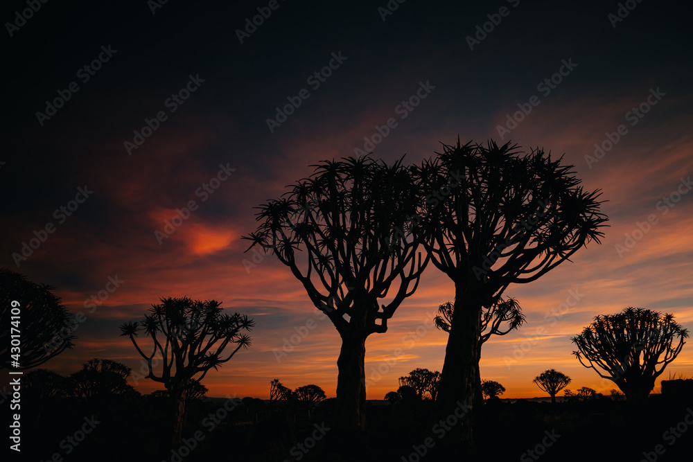 Fototapeta premium Namibia. The Quiver Tree Forest is located about 14 km northeast of Kitmanshoop, on the way to the small village of Koes in southern Namibia
