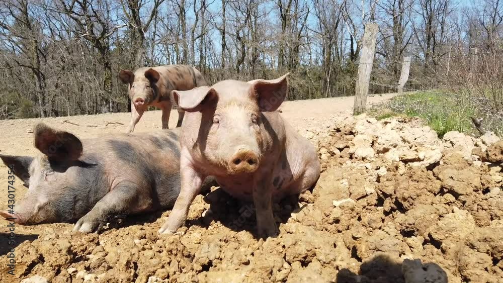 Agriculture porcs cochon elevage viande bio plein air Wallonie Belgique Agriculture porcs cochon elevage viande bio plein air Wallonie Belgique