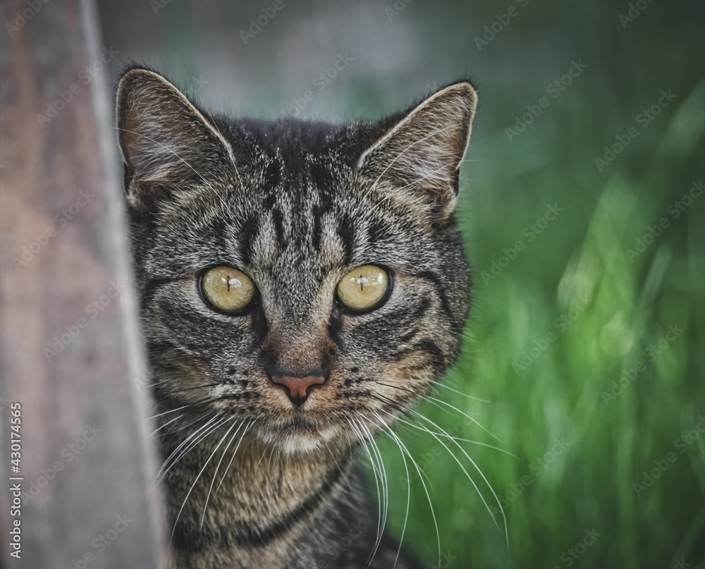 Katze beobachtet aufmerksam