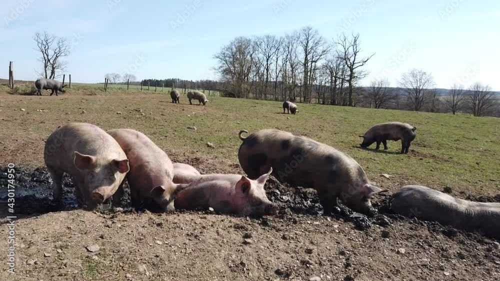 Agriculture porcs cochon elevage viande bio plein air Wallonie Belgique Agriculture porcs cochon elevage viande bio plein air Wallonie Belgique