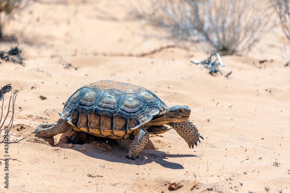 Desert Tortoise, Gopherus agassizii, in the sandy Nevada desert after emerging from its winter hibernation den. Desert Tortoise, Gopherus agassizii, in the sandy Nevada desert after emerging from its winter hibernation den.