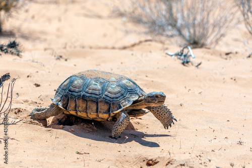 Desert Tortoise, Gopherus agassizii, in the sandy Nevada desert after emerging from its winter hibernation den.