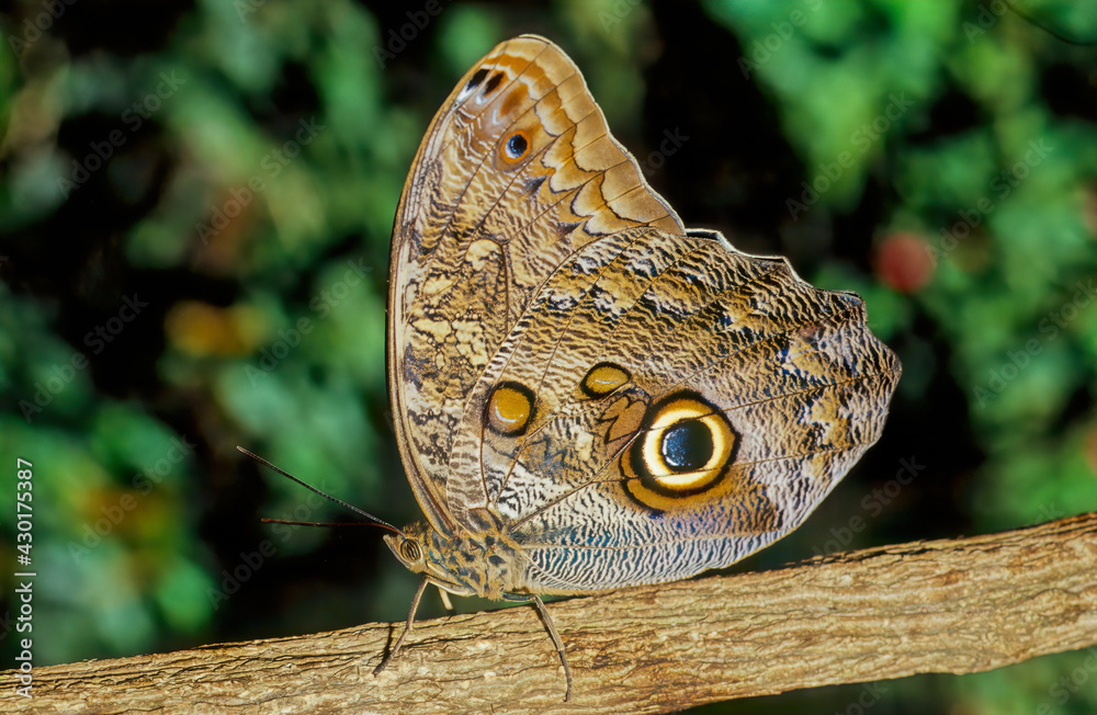 Fototapeta premium Caligo eurilochus