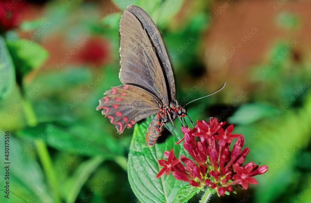 Fototapeta premium Parides iphidamas