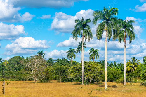 Royal Palm, national symbol of Cuba, present in the island landscapes