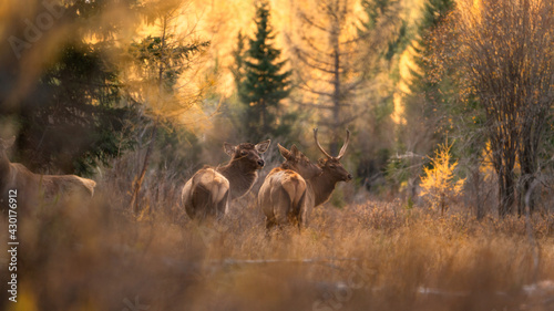 Photography wild deer through the yellow branches of trees spring