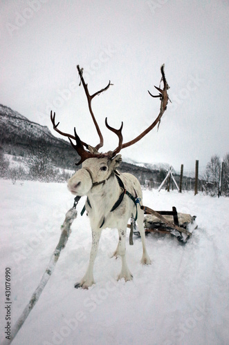 Reindeer Sled in Snow © kenta