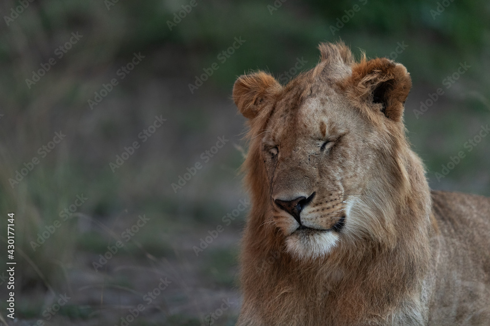 Closeup of a subadult Lion at Masai Mara, Kenya