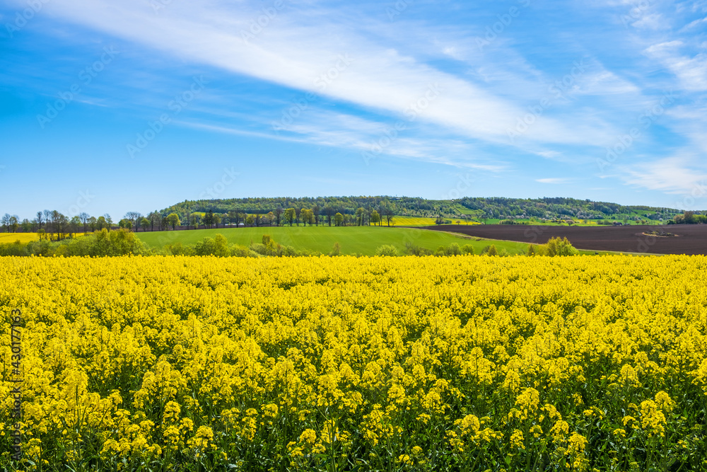 Blooming rapeseed field in the countryside with a hill
