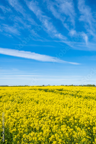 Blooming rapeseed field with a blue sky