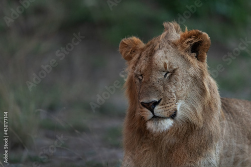 Closeup of a subadult Lion at Masai Mara  Kenya