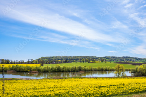 Pond in a agricultural landscape with yellow rapeseed fields