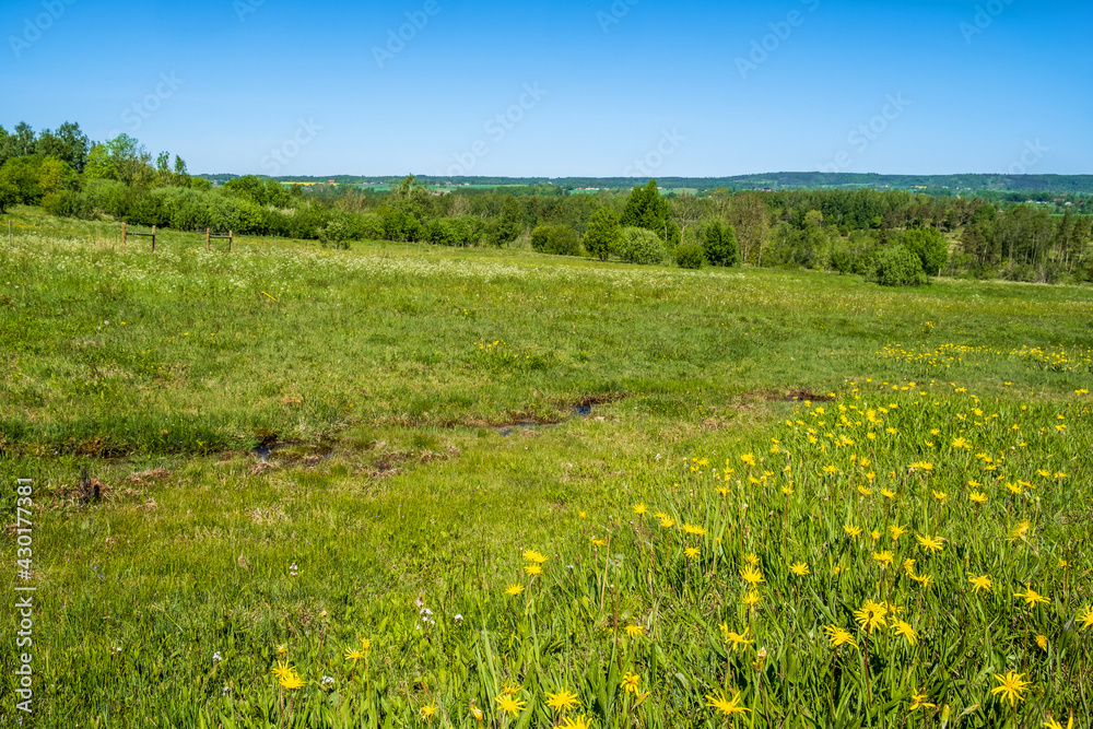 Landscape view with Blooming Viper's-grass on a meadow