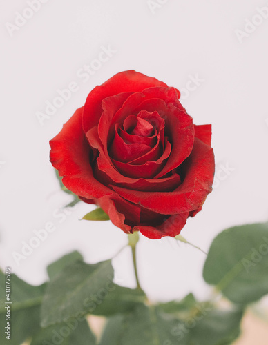 Primer plano de rosas rojas naturales con espinas, ideales para citas romanticas y san valentin
 photo