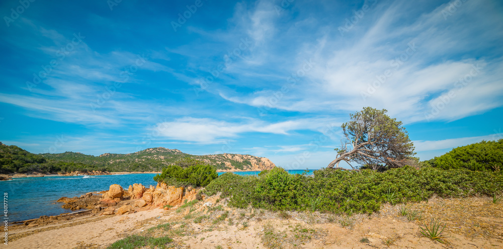 Pine tree by the sea in Costa Smeralda