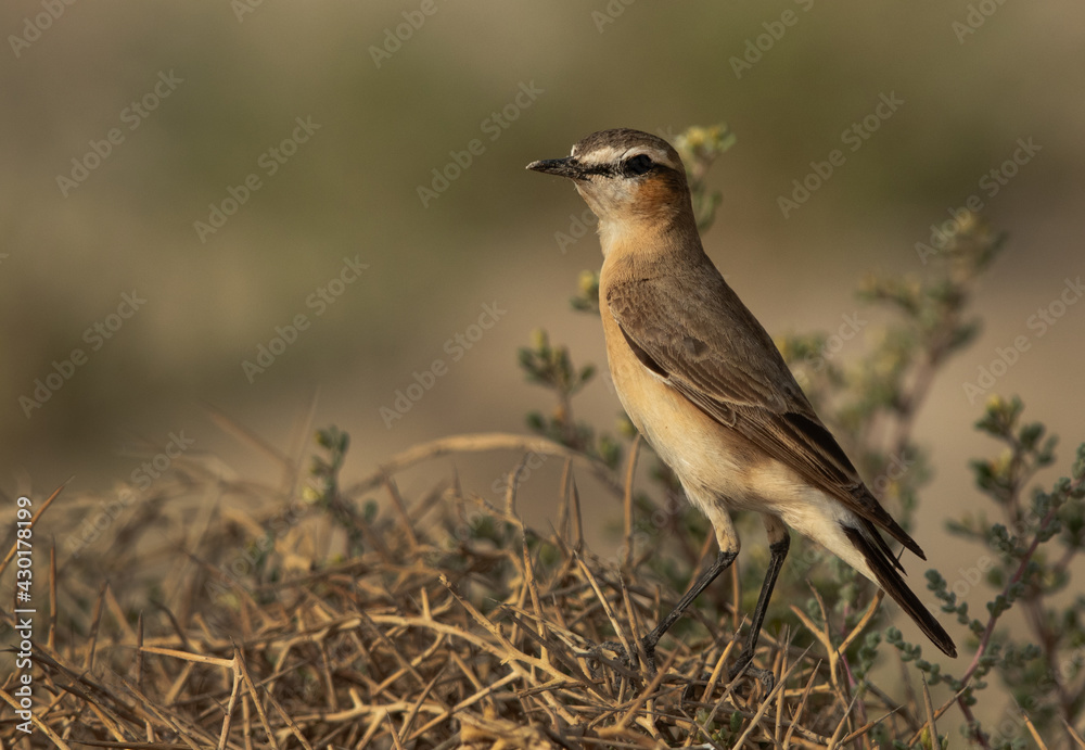 Isaballine shrike perched on twig, Bahrain Isaballine shrike perched on twig, Bahrain
