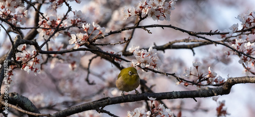 White-eyes bird is looking for you on Cherry blossom.