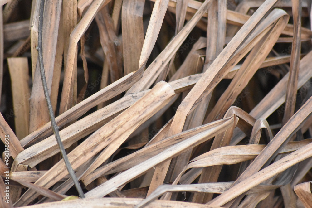 Crushed dried reeds at the beach in Blakeney Sea, UK Crushed dried reeds at the beach in Blakeney Sea, UK