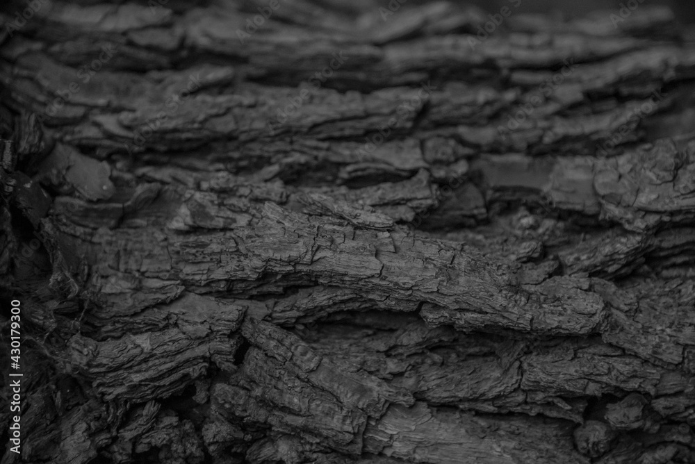 Hardwood Tree Texture Closeup Backgrounds