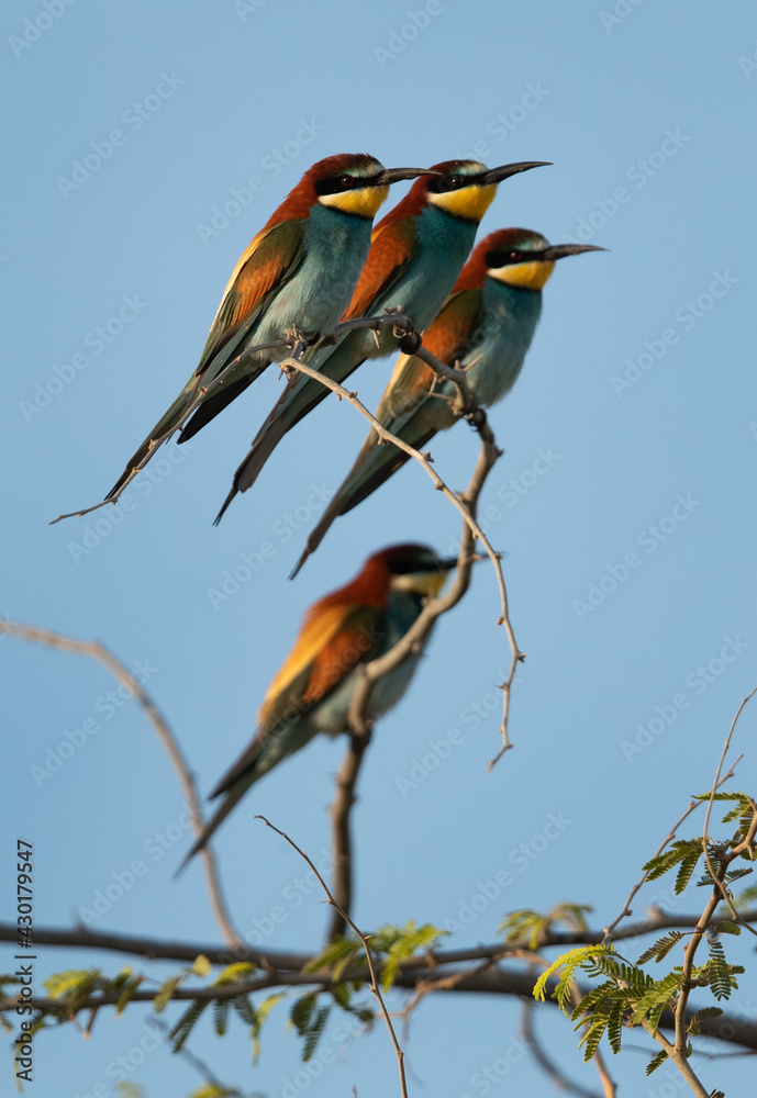 Obraz premium European bee-eater perched on acacia tree at hamala, Bahrain