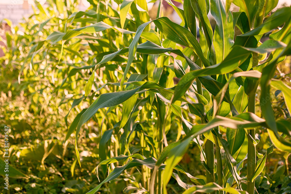 Corn maize field in sunlight Corn maize field in sunlight