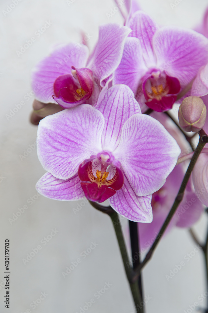 Purple orchid flower close up in loft interior, phalaenopsis flowers macro photo Purple orchid flower close up in loft interior, phalaenopsis flowers macro photo