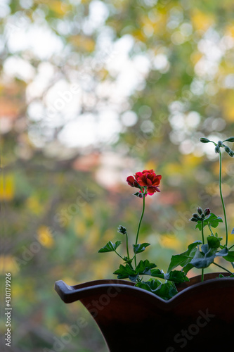 Single red flower on blurred background