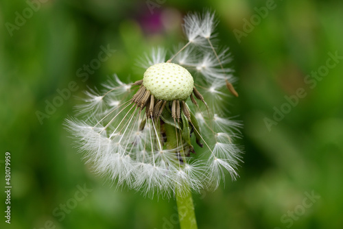 macro de pissenlit fan  