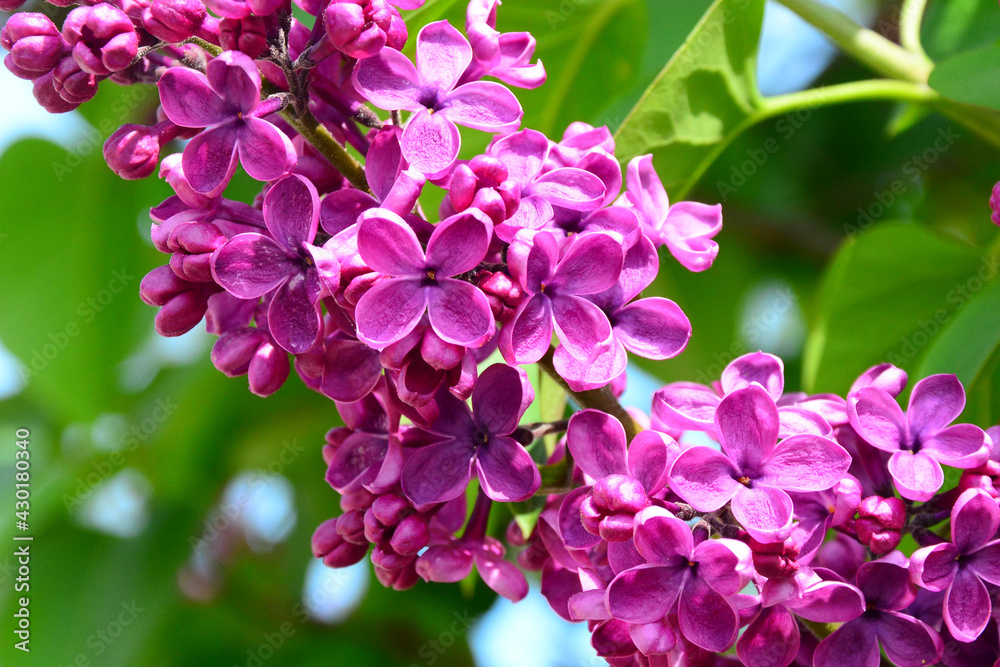 Fototapeta premium lilac flowers in the garden