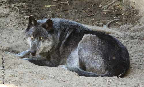 Lobo