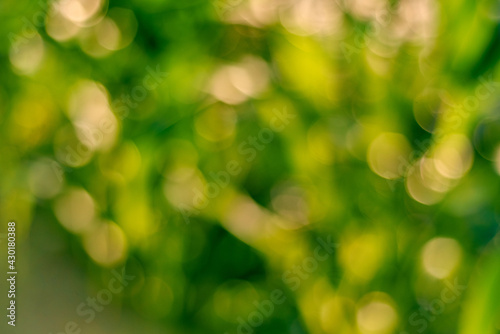 Green and yellow bokeh background