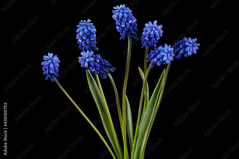 Fototapeta premium Flowers of muscari, isolated on black background