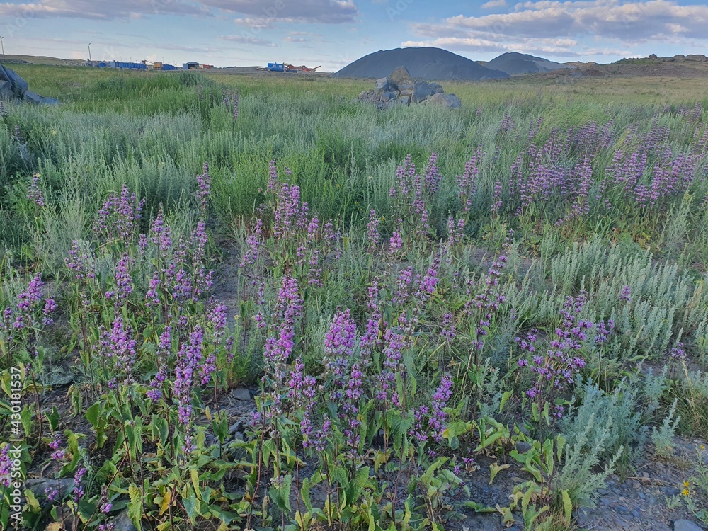 Fototapeta premium field of lavender