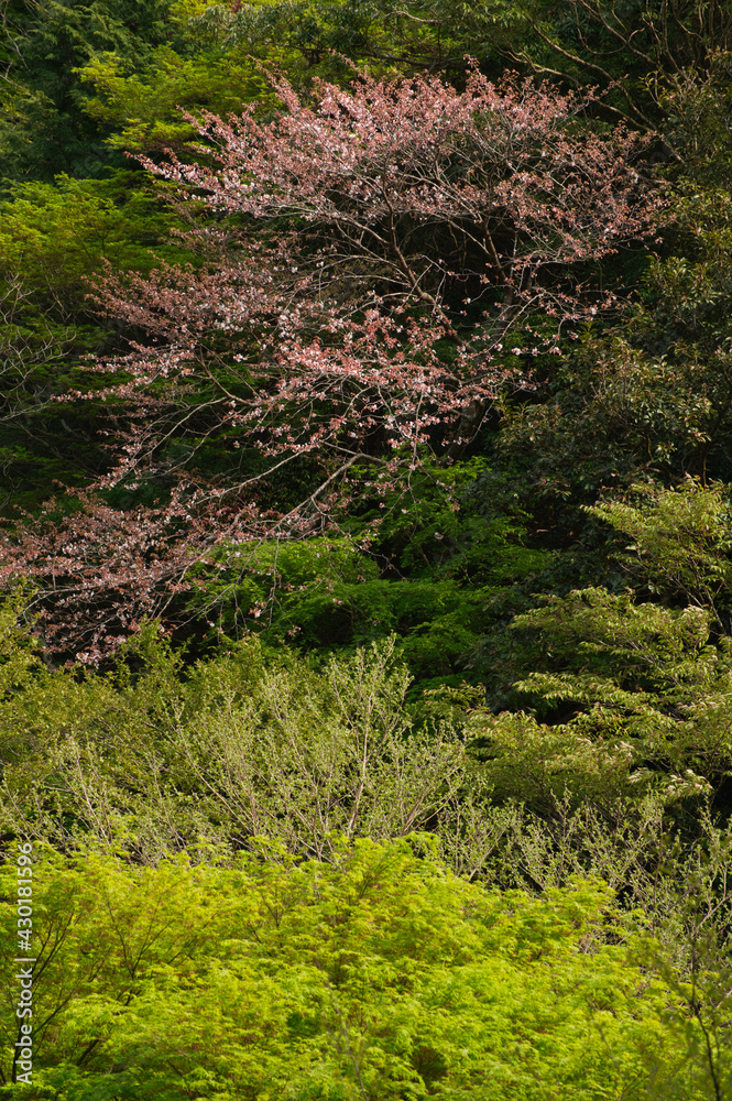 Fototapeta premium 春の新緑 