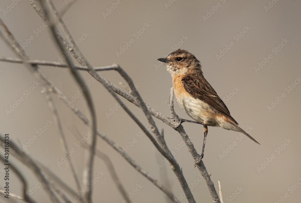 Siberian stonechat perched on reed at Asker marsh, Bahrain Siberian stonechat perched on reed at Asker marsh, Bahrain