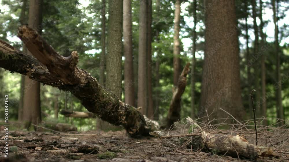 Caucasian woman and a man running in the forest, jumping over dry lying trees, like hurdles Caucasian woman and a man running in the forest, jumping over dry lying trees, like hurdles