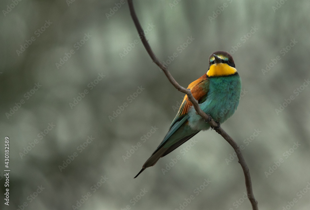 Beautiful European bee-eater perched on a tree, Bahrain