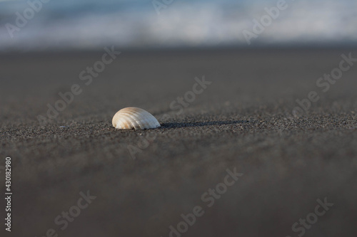 shells that are seen washed up on the beach, like waiting for the waves to come and bring them to the open sea 