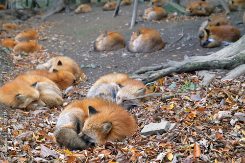 仲良く眠るキツネの群れ © casapa