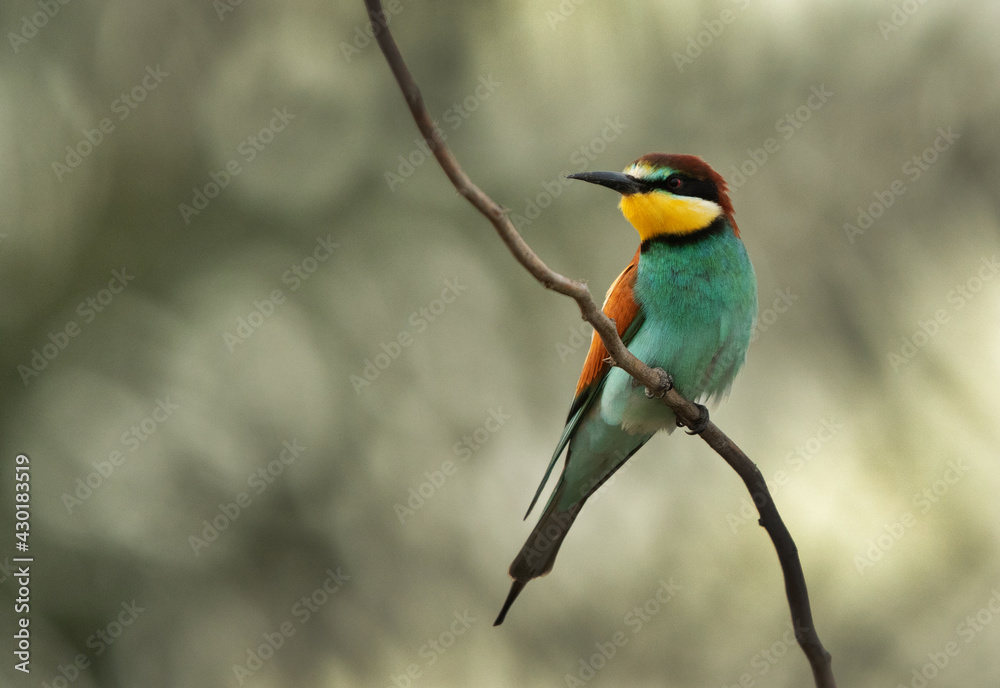 European bee-eater perched on a tree, Bahrain