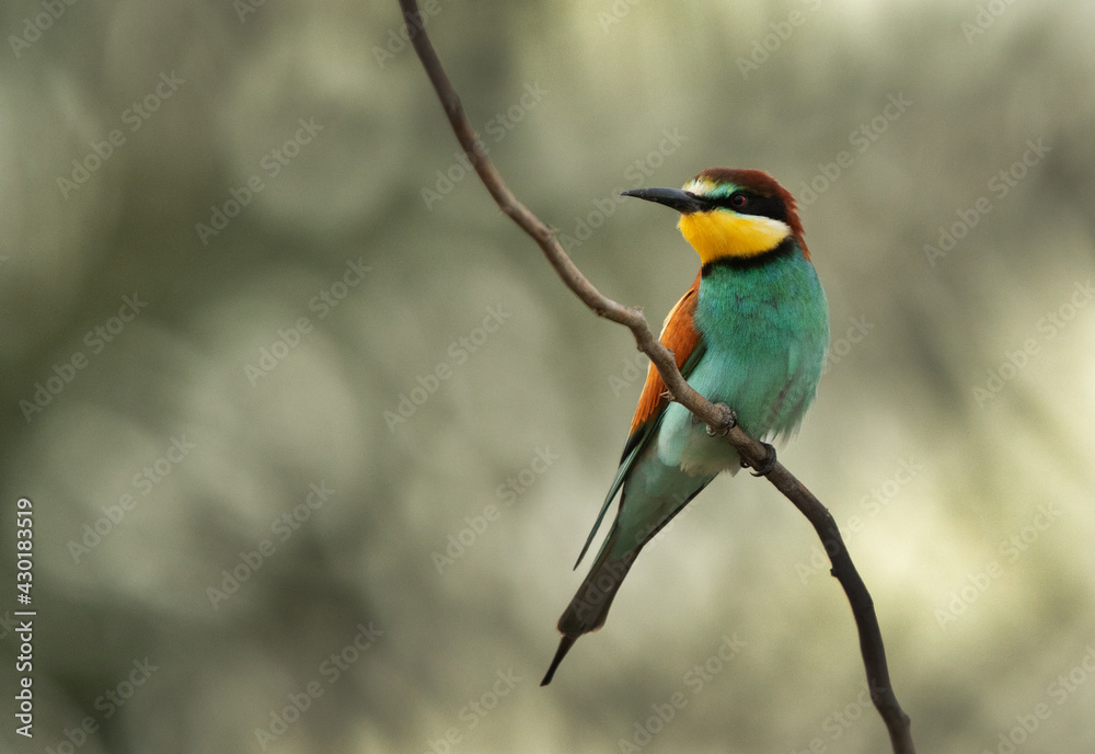 European bee-eater perched on a tree, Bahrain European bee-eater perched on a tree, Bahrain