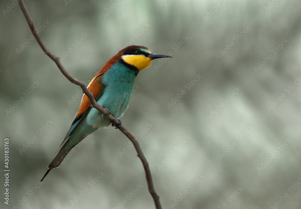 Closeup of a European bee-eater perched on a tree, Bahrain Closeup of a European bee-eater perched on a tree, Bahrain